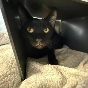 Basil -  Domestic Short Hair Cat for Adoption in Chicago, Illinois - Basil | PetCurious