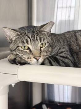 Domestic Short Hair Cats Available for Adoption in Venice, Florida - Royce | PetCurious