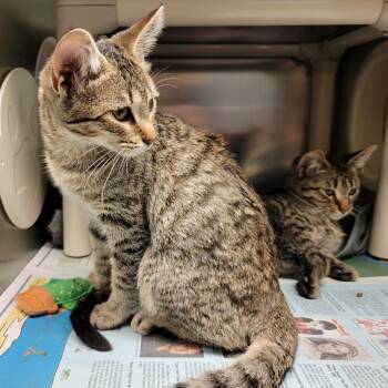 Hera (& Zeus) -  Domestic Short Hair Cat for Adoption in Columbia, Missouri - Hera (& Zeus) | PetCurious