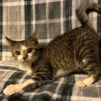 Dipper -  Domestic Short Hair Cat for Adoption in Parkersburg, West Virginia - Dipper | PetCurious