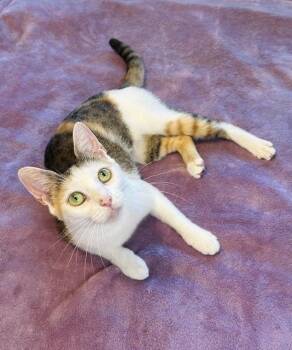 Rescue Domestic Short Hair Cats for Adoption in Port Orange, Florida - Daisy (VIDEO) Purr Machine-loves Lap | PetCurious