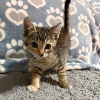 Rescue Domestic Medium Hair Cats for Adoption in Riverside, California - Tilla | PetCurious