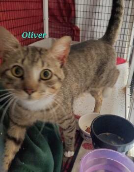 Oliver -  Domestic Short Hair Cat for Adoption in Diamond Springs, California - Oliver | PetCurious