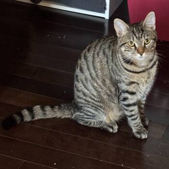 Izzy (fka Muffin) -  Tabby Cat for Adoption in Center Square, Pennsylvania - Izzy (fka Muffin) | PetCurious