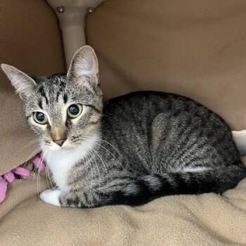 Pancake -  Domestic Short Hair Cat for Adoption in Wheaton, Illinois - Pancake | PetCurious