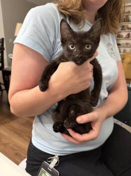 Citation (Available for pre-adoption) -  Domestic Short Hair Cat for Adoption in Camden, South Carolina - Citation (Available For Pre-adoption) | PetCurious