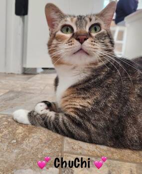 Rescue Dilute Calico Cats for Adoption in Copley, Ohio - ChuChi | PetCurious