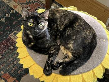 Shelia -  Domestic Short Hair Cat for Adoption in Fairfax, Virginia - Shelia | PetCurious