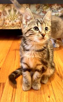 Eleanor -  Domestic Short Hair Cat for Adoption in Minneapolis, Minnesota - Eleanor | PetCurious