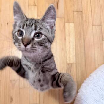 French Fry -  Domestic Short Hair Cat Available for Adoption in Middleton, Wisconsin - French Fry | PetCurious