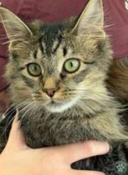 Samara -  Domestic Medium Hair Cat for Adoption in Potsdam, New York - Samara | PetCurious