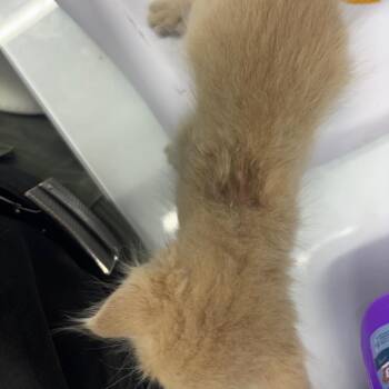 CSAS-Stray-886 -  Domestic Short Hair Cat for Adoption in Springtown, Texas - CSAS-Stray-886 | PetCurious