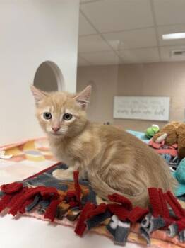 Anchovy -  Domestic Short Hair Cat for Adoption in Black Eagle, Montana - Anchovy | PetCurious