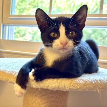 Pistachio -  Domestic Short Hair Cat for Adoption in Germantown, Maryland - Pistachio | PetCurious