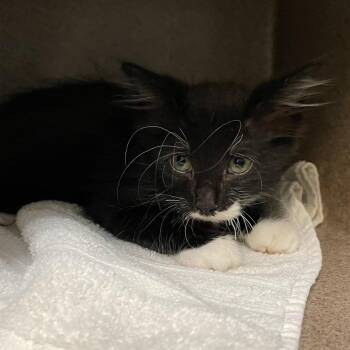 Glenn -  Domestic Medium Hair Cat for Adoption in Pasadena, California - Glenn | PetCurious