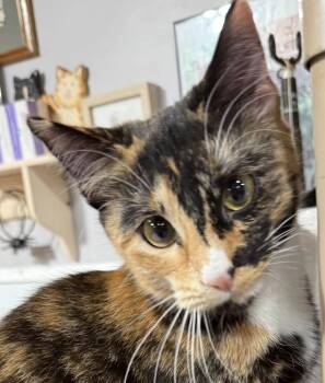 Domestic Short Hair Cats Available for Adoption in Jackson, Georgia - Elizabeth | PetCurious