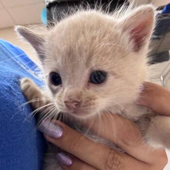 Chickadee -  Domestic Short Hair Cat for Adoption in Goleta, California - Chickadee | PetCurious