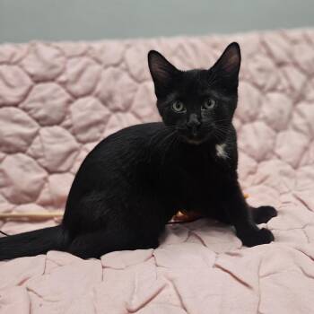 Jester -  Domestic Short Hair Cat for Adoption in Monticello, Iowa - Jester | PetCurious