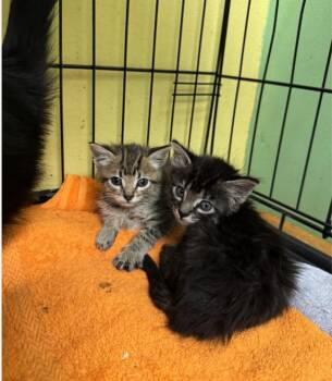 Rescue Domestic Short Hair Cats for Adoption in Chicago, Illinois - Jelly | PetCurious