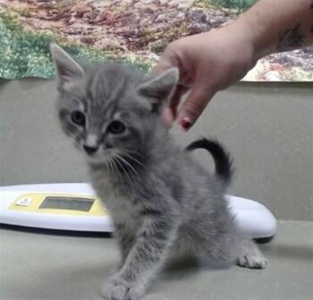 A554272 -  Domestic Medium Hair and Domestic Short Hair Cat for Adoption in Moreno Valley, California - A554272 | PetCurious