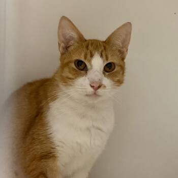 Simba smalls -  Domestic Short Hair Cat for Adoption in Philadelphia, Pennsylvania - Simba Smalls | PetCurious