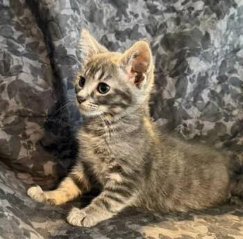 Ruby -  Domestic Short Hair Cat for Adoption in Kansas City, Missouri - Ruby | PetCurious