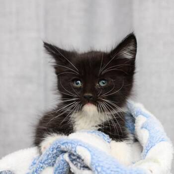 Domestic Medium Hair Cats Available for Adoption in Hattiesburg, Mississippi - Haymitch | PetCurious