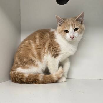 Rescue Domestic Short Hair Cats for Adoption in Jasper, Indiana - Makoto | PetCurious