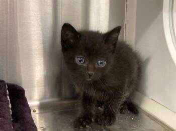 MAGIK -  Domestic Short Hair Cat for Adoption in Tustin, California - MAGIK | PetCurious