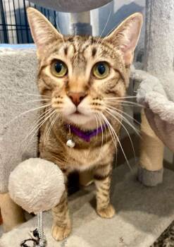 Fawn -  Domestic Short Hair Cat for Adoption in Seal Beach, California - Fawn | PetCurious
