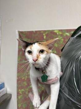 Cheyenne -  Domestic Short Hair Cat for Adoption in San Antonio, Texas - Cheyenne | PetCurious