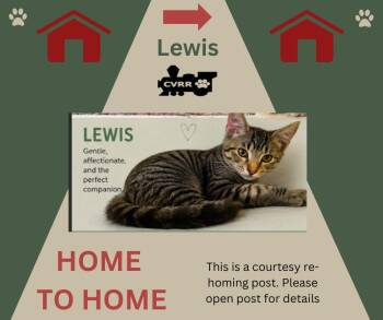 Lewis *Home 2 Home* -  Domestic Short Hair Cat for Adoption in Lindsay, California - Lewis *Home 2 Home* | PetCurious