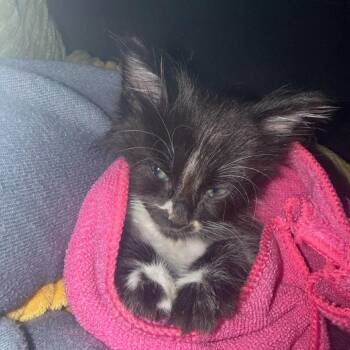 Noctis -  Domestic Medium Hair Cat for Adoption in Pasadena, California - Noctis | PetCurious