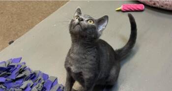 Rescue Domestic Short Hair Cats for Adoption in Houston, Texas - OopyLoop | PetCurious