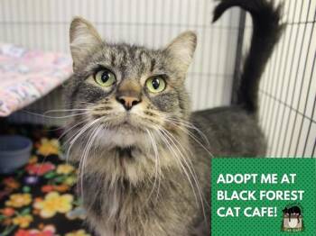 MARJORY -  Domestic Medium Hair Cat for Adoption in Fort Wayne, Indiana - MARJORY | PetCurious