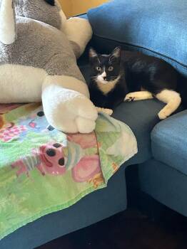 Rescue Domestic Short Hair Cats for Adoption - NOODLES | PetCurious