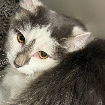 Domestic Long Hair Cats Available for Adoption - Sly | PetCurious