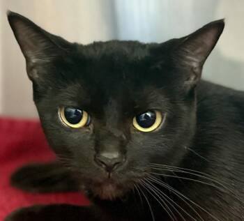 Gelato -  Domestic Short Hair Cat for Adoption in Jackson, Michigan - Gelato | PetCurious