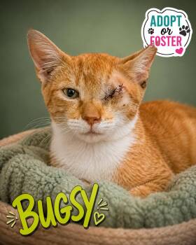 Bugsy: Foster Request (FCID# 07/20/26-34 Trainer) -  Tabby and Tuxedo Cat for Adoption in Greenville, Delaware - Bugsy: Foster Request (FCID# 07/20/26-34 Trainer) | PetCurious