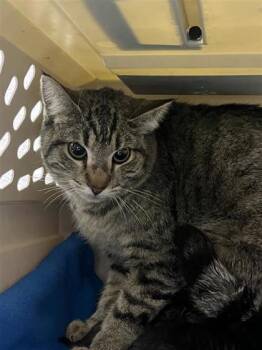 Domestic Short Hair Cats Available for Adoption - 60704931 | PetCurious