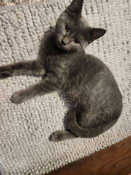 Colson -  Domestic Short Hair Cat for Adoption in Temple, Pennsylvania - Colson | PetCurious