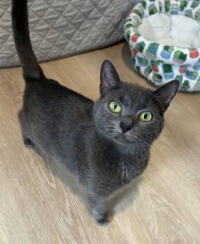 Domestic Short Hair Cats Available for Adoption in Victor, New York - Luna | PetCurious