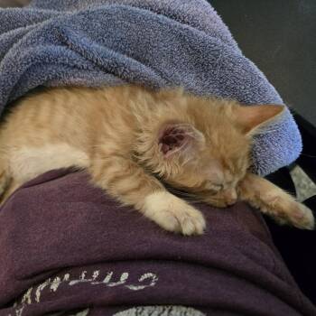 Thor -  Domestic Short Hair Cat for Adoption in Madison, Wisconsin - Thor | PetCurious