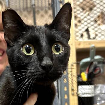 Domestic Short Hair Cats Available for Adoption in Las Vegas, Nevada - Banks | PetCurious