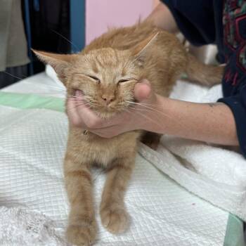 Domestic Short Hair Cats Available for Adoption in Branson, Missouri - Cleo Catra | PetCurious