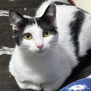 Domestic Short Hair Cats Available for Adoption - Vanessa | PetCurious