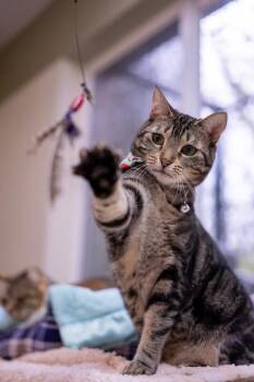 Domestic Short Hair Cats Available for Adoption in Arlington, Washington - Jiji Ren | PetCurious