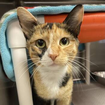 Mittens -  Domestic Short Hair Cat for Adoption in Salt Lake City, Utah - Mittens | PetCurious