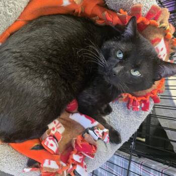 Domestic Short Hair Cats Available for Adoption in Hamburg, New York - Gunther  | PetCurious