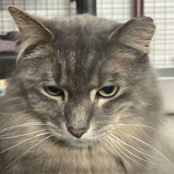 Rescue Domestic Long Hair Cats for Adoption in Byron Center, Michigan - Puff | PetCurious